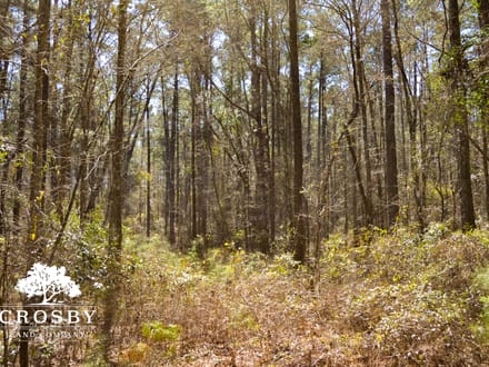 Briar Creek