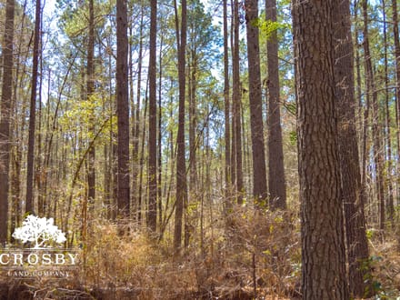 Briar Creek