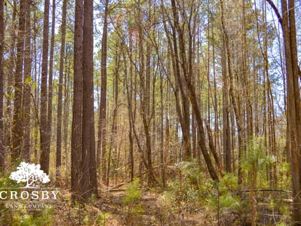 Briar Creek