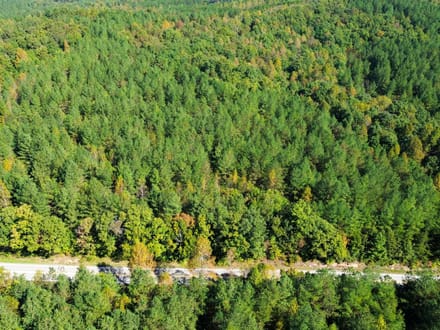 Sunbright Wooded Homesite & Hunting