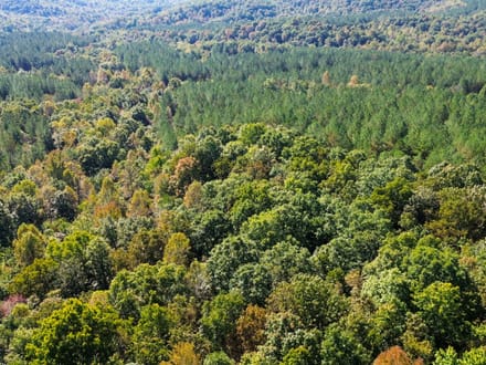Sunbright Wooded Homesite & Hunting
