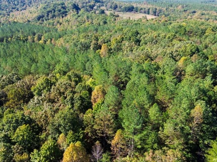 Sunbright Wooded Homesite & Hunting