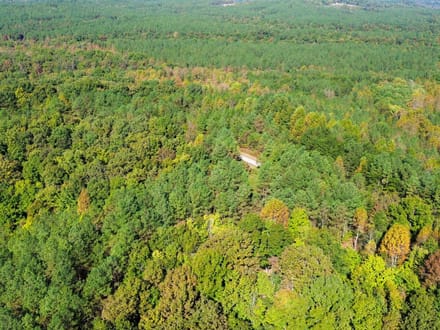 Sunbright Wooded Homesite & Hunting