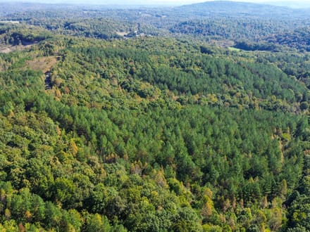 Sunbright Wooded Homesite & Hunting