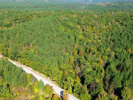 Sunbright Wooded Homesite & Hunting