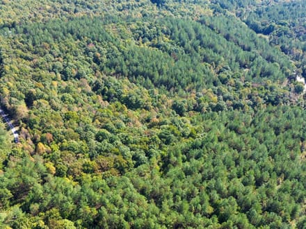 Sunbright Wooded Homesite & Hunting