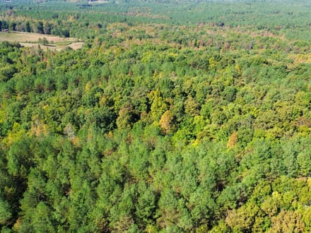 Sunbright Wooded Homesite & Hunting