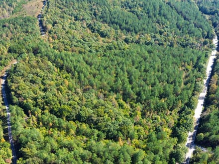 Sunbright Wooded Homesite & Hunting