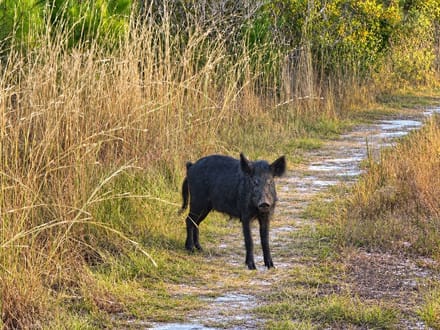 40-Acre North Florida Hunting Camp – Ready for Your Next Adventure!