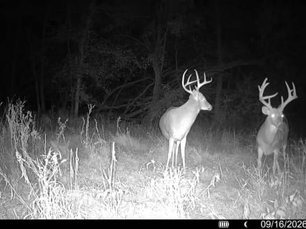 Deer Creek Big Bucks and Turkeys