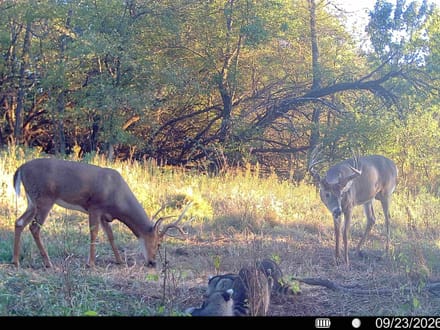 Deer Creek Big Bucks and Turkeys