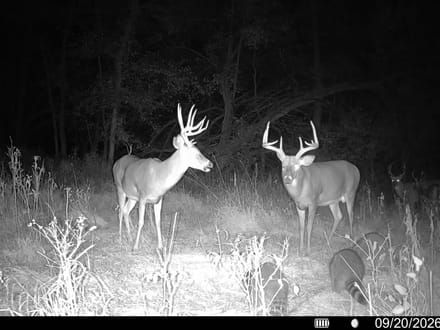 Deer Creek Big Bucks and Turkeys