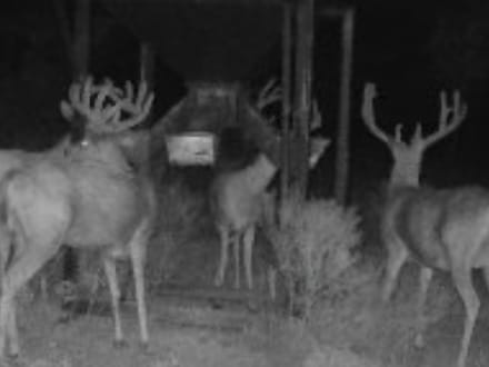 Whitetail Creek 180