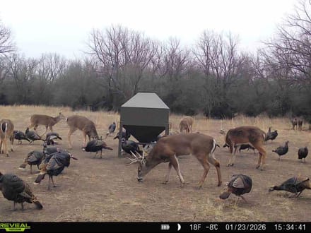 Whitetail Creek 180