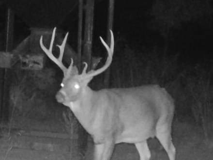 Whitetail Creek 180