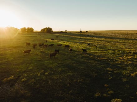 LIVE & ONLINE AUCTION - Tract 1 of 5  - 315+/- Acres In Barton County Kansas