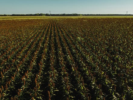 LIVE & ONLINE AUCTION - Tract 1 of 5  - 315+/- Acres In Barton County Kansas