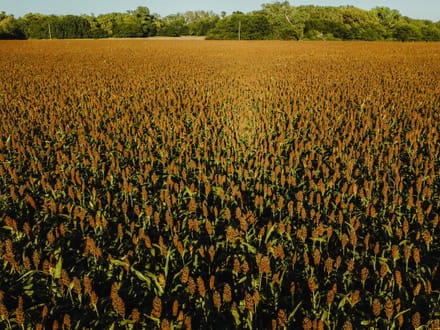 LIVE & ONLINE AUCTION - 1,044+/- Acres In Barton County, Kansas. Selling In 5 Tracts