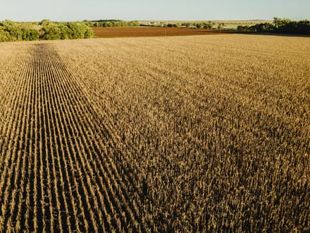 LIVE & ONLINE AUCTION - Tract 5 of 5 - 236.7+/- Acres In Barton County Kansas