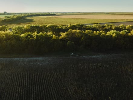 LIVE & ONLINE AUCTION - Tract 5 of 5 - 236.7+/- Acres In Barton County Kansas