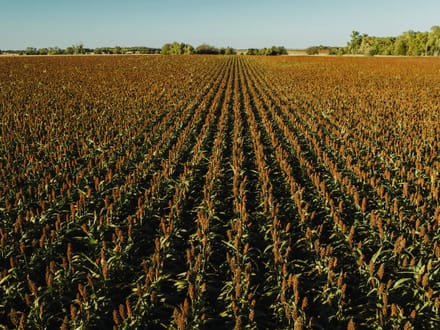 LIVE & ONLINE AUCTION - Tract 2 of 5 - 157+/- Acres In Barton County Kansas