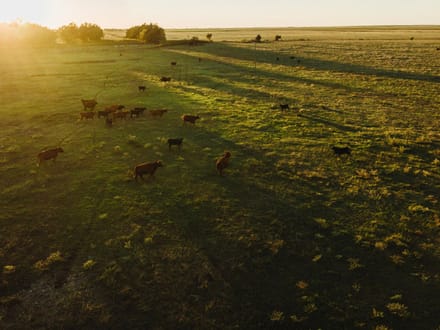 LIVE & ONLINE AUCTION - Tract 3 of 5 - 237.5+/- Acres In Barton County Kansas