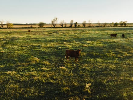 LIVE & ONLINE AUCTION - Tract 3 of 5 - 237.5+/- Acres In Barton County Kansas