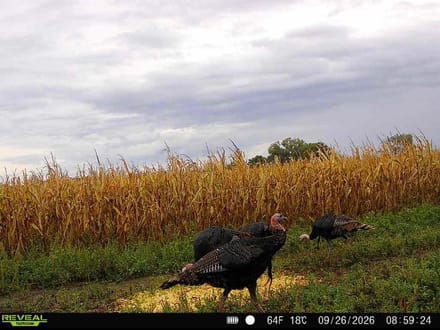 LIVE & ONLINE AUCTION - Tract 4 of 5 - 98.2+/- Acres In Barton County Kansas