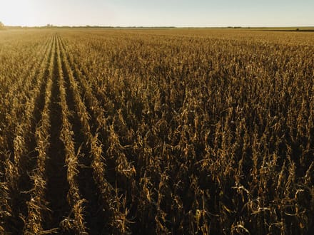 LIVE & ONLINE AUCTION - Tract 4 of 5 - 98.2+/- Acres In Barton County Kansas
