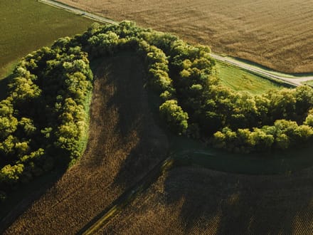 LIVE & ONLINE AUCTION - Tract 4 of 5 - 98.2+/- Acres In Barton County Kansas