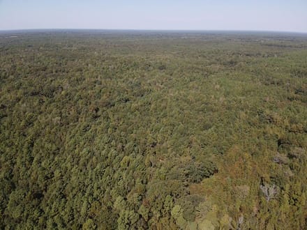 Discover 66± acres of outstanding hunting and recreational land