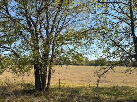 11+ Acres | Whiterock Community | Red River County, TX