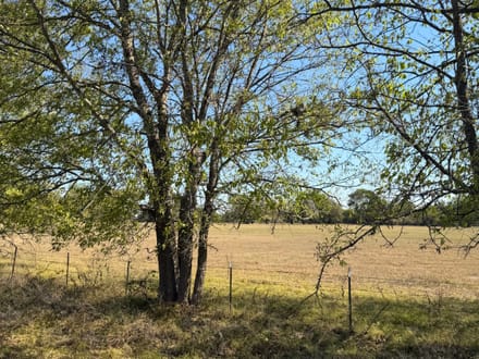 11+ Acres | Whiterock Community | Red River County, TX