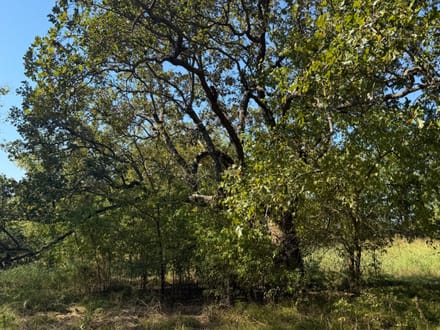 11+ Acres | Whiterock Community | Red River County, TX