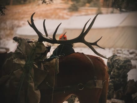 Colorado Hunting and Outfitting Business For Sale