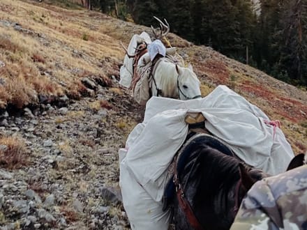 Colorado Hunting and Outfitting Business For Sale