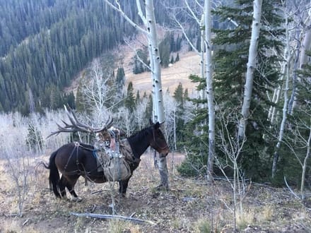 Colorado Hunting and Outfitting Business For Sale