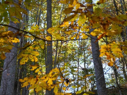 Mountain Creek Cabin: 20+ Acres Near the New River in Grayson County, VA