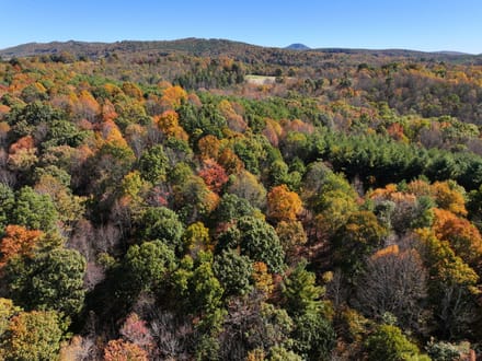 Shady Grove Sanctuary: 44+/- Acres of Ferns, Forest, and Flowing Mountain Water in Floyd County, VA