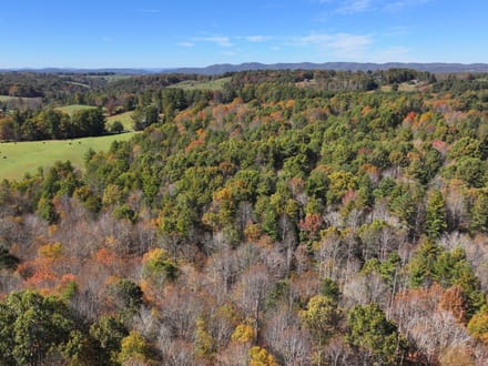 Shady Grove Sanctuary: 44+/- Acres of Ferns, Forest, and Flowing Mountain Water in Floyd County, VA