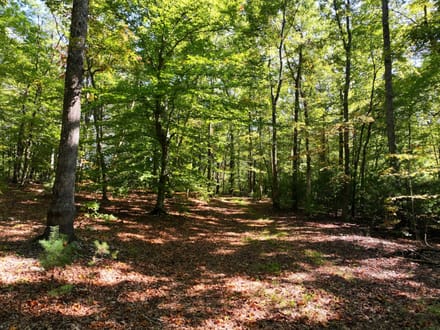 Smith River Solitude: 22.5+/- Wooded Acres with Cabin and Smith River Access