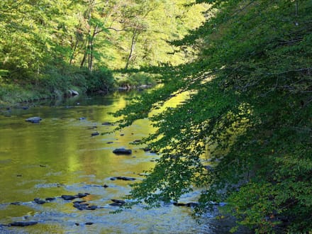 Smith River Solitude: 22.5+/- Wooded Acres with Cabin and Smith River Access