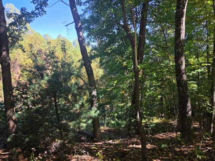 +/-21.8ac - 29 Elk Ridge Rd #EH29 Ferguson, NC - Wilkes Co