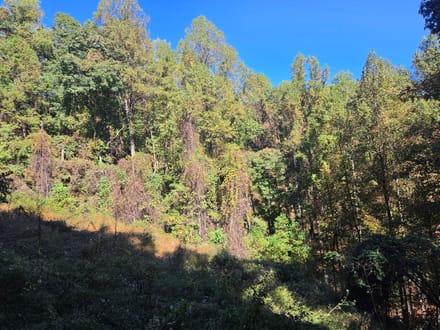 +/-21.8ac - 29 Elk Ridge Rd #EH29 Ferguson, NC - Wilkes Co