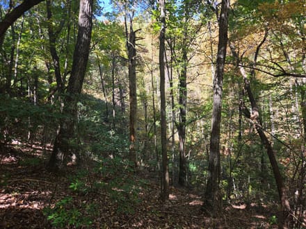 +/-21.8ac - 29 Elk Ridge Rd #EH29 Ferguson, NC - Wilkes Co