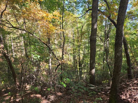 +/-21.8ac - 29 Elk Ridge Rd #EH29 Ferguson, NC - Wilkes Co