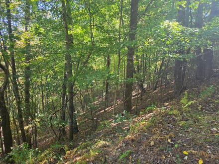 +/-21.8ac - 29 Elk Ridge Rd #EH29 Ferguson, NC - Wilkes Co