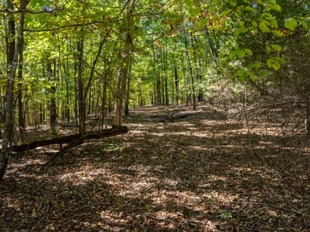 Shar County DEER CAMP l 72.2 +/- Acres off Wilson Road | Smithville, Arkansas