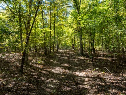 Shar County DEER CAMP l 72.2 +/- Acres off Wilson Road | Smithville, Arkansas