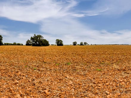 Brazos River Farmland